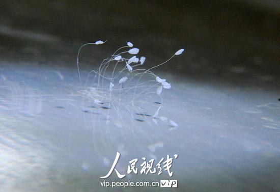 2010年2月,江西九江一居民住所发现18朵优昙婆罗花,大陆媒体都做了报导,承认是“仙界极品”,实属罕见。(网络截图) 2010年2月,江西九江一居民住所发现18朵优昙婆罗花,大陆媒体都做了报导,承认是“仙界极品”,实属罕见。(网络截图)