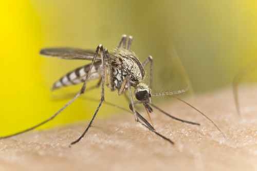 新的研究显示，蚊子是透过气味、景象、热度等3种连续线索来追踪叮咬的对象。（Fotolia）