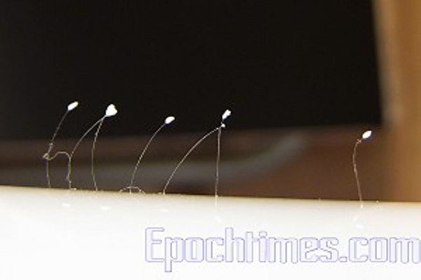 2007年7月13日早上,香港人曹女士在家里的塑胶箱上发现了7朵传说中的圣花──优昙婆罗花。(大纪元) 2007年7月13日早上,香港人曹女士在家里的塑胶箱上发现了7朵传说中的圣花──优昙婆罗花。(大纪元)