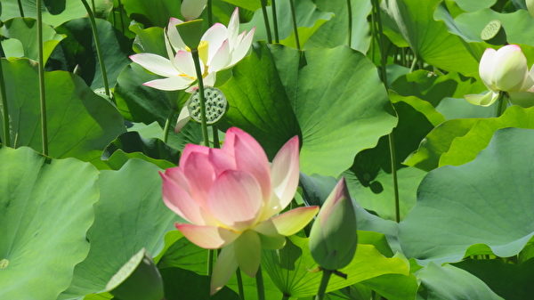 (袁玫/大紀元) (袁玫/大紀元)