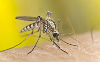 防蚊需知  最易招蚊子的7種食物