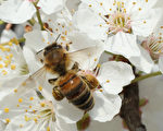 研究：蜂蜜胜于抗生素 治疗多重耐药细菌