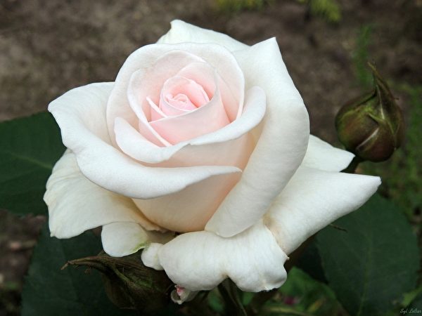 植物释放花香的过程不是简单的物理现象。 (Syl Lebar/大纪元) 植物释放花香的过程不是简单的物理现象。 (Syl Lebar/大纪元)
