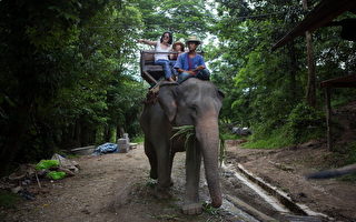 泰国大象刺死象伕“挟持”3陆客冲进森林