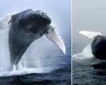 罕见照片 鲸鱼背翻30多次
