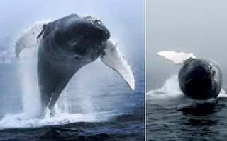 罕見照片 鯨魚背翻30多次