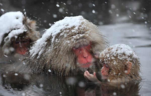 2012年12月10日,日本地狱谷雪猿享受泡汤乐趣。(KAZUHIRO NOGI/AFP) 2012年12月10日,日本地狱谷雪猿享受泡汤乐趣。(KAZUHIRO NOGI/AFP)