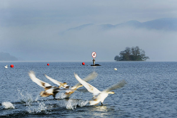 英格兰温德米尔湖上戏水天鹅。(Bryn Lennon/Getty Images) 英格兰温德米尔湖上戏水天鹅。(Bryn Lennon/Getty Images)