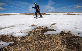 內華達山脈積雪500年來最低 加州重乾旱