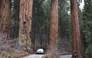 紅杉國家公園關閉小徑 防樹木倒塌傷遊客