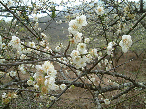 寶來竹林休閒農業區,每到元旦期間,漫山梅樹,蔚然成景。(高市六龜區公所提供) 寶來竹林休閒農業區,每到元旦期間,漫山梅樹,蔚然成景。(高市六龜區公所提供)