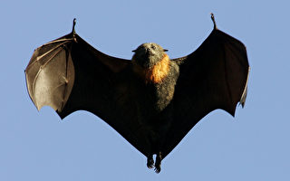 避免感染 澳洲衛生當局警告勿救受傷蝙蝠