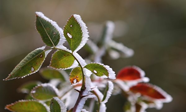 2015年10月20日，德国植物覆满了霜。(KARL-JOSEF HILDENBRAND/AFP/Getty Images)