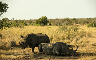 坦桑尼亞抓捕四名中國人 搜出11根犀牛角