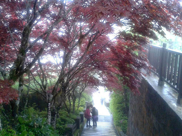 宜兰太平山国家森林游乐区类似枫叶的紫叶槭,日前开始火红,呈现异国风情,景致可维持到10月。(林务局提供) 宜兰太平山国家森林游乐区类似枫叶的紫叶槭,日前开始火红,呈现异国风情,景致可维持到10月。(林务局提供)
