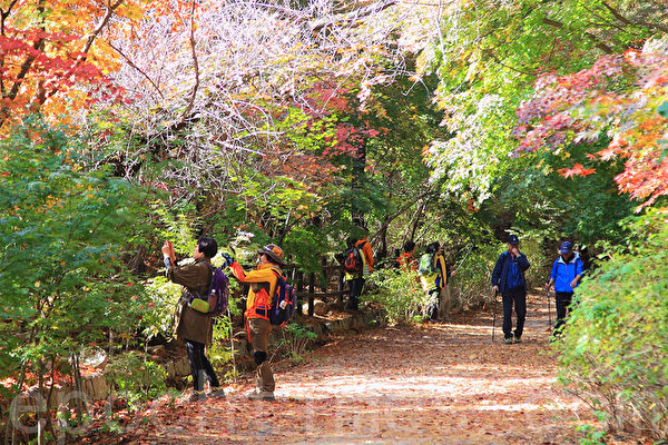 韩国京畿道北汉山国立公园,以其秀丽的山势及临近首都的优势,成为市民喜欢去的地方。10月末北汉山的秋景更是耀眼。(全宇/大纪元) 韩国京畿道北汉山国立公园,以其秀丽的山势及临近首都的优势,成为市民喜欢去的地方。10月末北汉山的秋景更是耀眼。(全宇/大纪元)