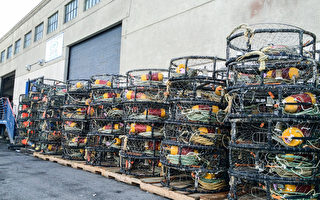 北加州部分捕蟹渔民开始罢工