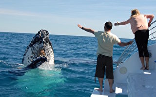 西澳生态游 与座头鲸共泳明年成真