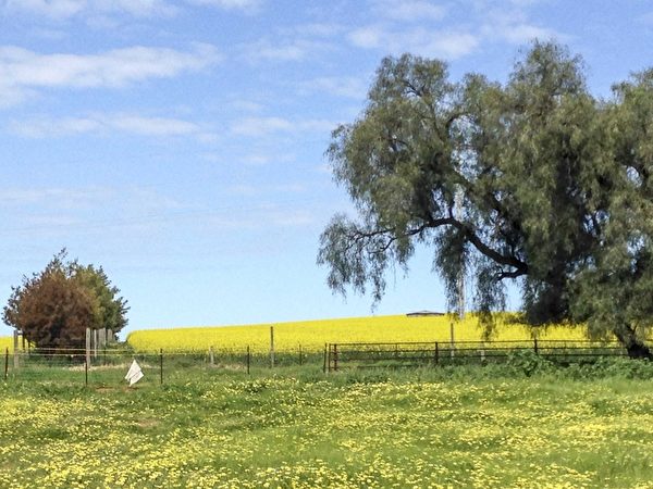 澳大利亚的农场里种植了大片的油菜（伊罗逊/大纪元）