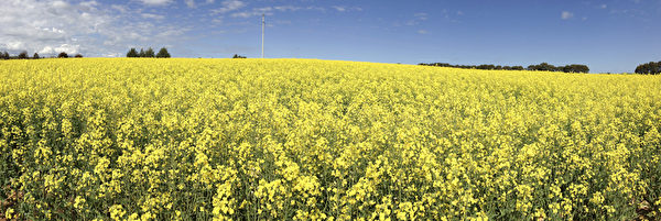 澳大利亚的农场里种植了大片的油菜（伊罗逊/大纪元）