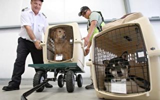 達美航空公司明年起禁止托運寵物