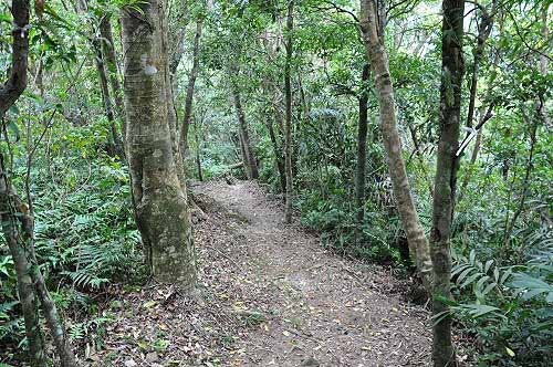 九芎根登山步道,自然原始的山径。(图片提供:tony) 九芎根登山步道,自然原始的山径。(图片提供:tony)