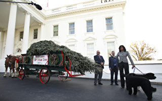 聖誕季節到了! 米歇爾迎接白宮聖誕樹