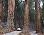 激光技术发现世界最高树种生存危机