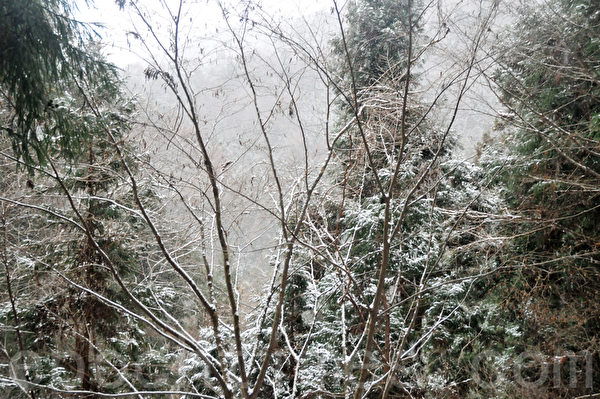 从入口处开始,一路上都是山路,没有围栏,两旁都是被雪覆盖的树木。(孙明国/大纪元) 从入口处开始,一路上都是山路,没有围栏,两旁都是被雪覆盖的树木。(孙明国/大纪元)
