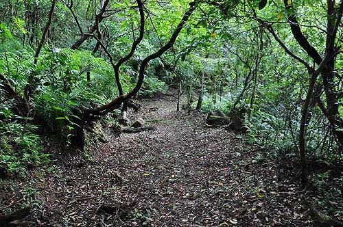 磐石岭登山步道,是昔日汐平古道的一段。(图片提供:tony) 磐石岭登山步道,是昔日汐平古道的一段。(图片提供:tony)