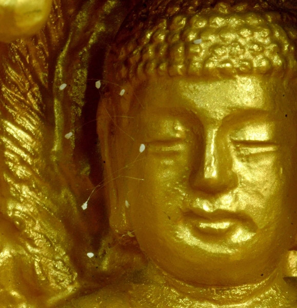 据佛经记载:释迦牟尼当年预言优昙婆罗花三千年后开放,花开之日即转轮圣王在世间出现之时。其间从未在世上出现过,优昙婆罗花在2005年初在韩国首先被发现。2005年按佛历是3032年。近几年在世界各地都发现了优昙婆罗花,目前正是转轮圣王下世传法之时。(图:大纪元) 据佛经记载:释迦牟尼当年预言优昙婆罗花三千年后开放,花开之日即转轮圣王在世间出现之时。其间从未在世上出现过,优昙婆罗花在2005年初在韩国首先被发现。2005年按佛历是3032年。近几年在世界各地都发现了优昙婆罗花,目前正是转轮圣王下世传法之时。(图:大纪元)