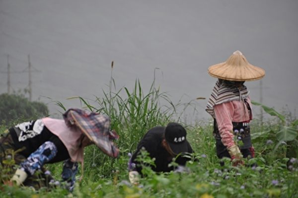 位于花莲县寿丰乡的青鸟生态有机农场,正在采收第一期的有机红豆。(詹亦菱/大纪元) 位于花莲县寿丰乡的青鸟生态有机农场,正在采收第一期的有机红豆。(詹亦菱/大纪元)
