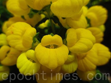 这花儿上下两片花瓣形似微启的嘴巴,听听花语…神妙无比!(容乃加/大纪元)