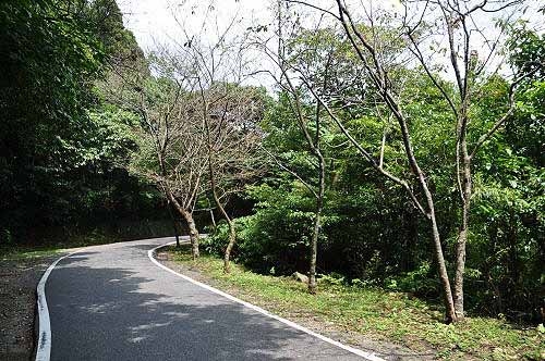 中正山产业道路沿途风景之一。(图片提供:tony) 中正山产业道路沿途风景之一。(图片提供:tony)