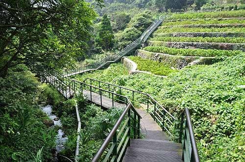 竹子湖青枫步道。(图片提供:tony) 竹子湖青枫步道。(图片提供:tony)