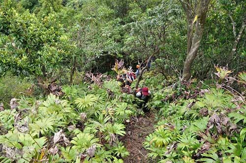 登往雷公埤山途中,行经一片双扇蕨。(图片提供:tony) 登往雷公埤山途中,行经一片双扇蕨。(图片提供:tony)