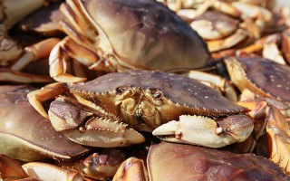 螃蟹季推迟 加州议员吁宣布渔业灾难