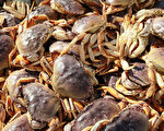 加州部分解禁珍寶蟹捕撈