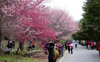 台武陵农场赏樱疏运 每日限6千人