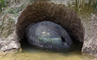 阿根廷发现神秘大甲壳 疑为史前巨兽化石