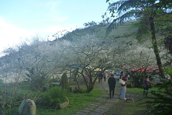 台湾南投信义乡乌松崙赏梅(适鸣/大纪元) 台湾南投信义乡乌松崙赏梅(适鸣/大纪元)