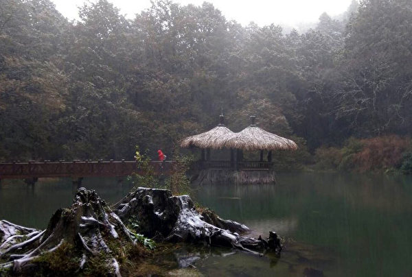 阿里山森林游乐区于24日上午开始在飘雪。(嘉义林管处提供) 阿里山森林游乐区于24日上午开始在飘雪。(嘉义林管处提供)