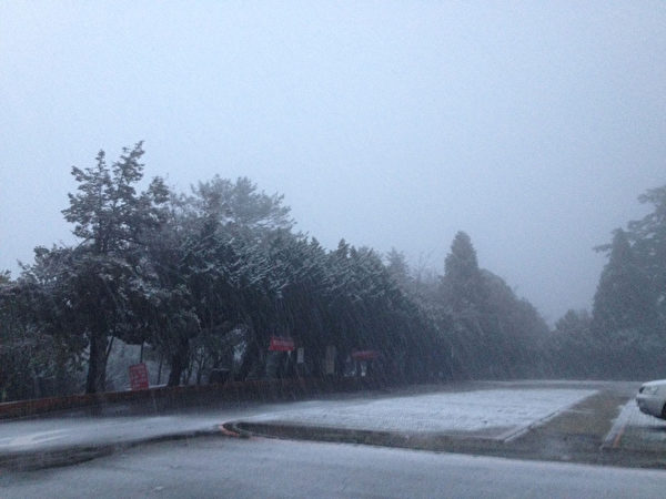 台中市大雪山林道49公里处,24日凌晨开始下雪,降雪的海拔区域不断往下,43K至35k都传出下雪消息,皑皑白雪覆盖在树叶上。(东势林管处提供) 台中市大雪山林道49公里处,24日凌晨开始下雪,降雪的海拔区域不断往下,43K至35k都传出下雪消息,皑皑白雪覆盖在树叶上。(东势林管处提供)