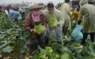 屏县工会助农民 采收高丽菜送关怀据点