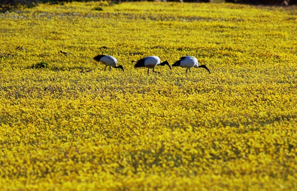 人们在非洲纳马夸兰的美丽花海。(RODGER BOSCH/AFP/GettyImages) 人们在非洲纳马夸兰的美丽花海。(RODGER BOSCH/AFP/GettyImages)