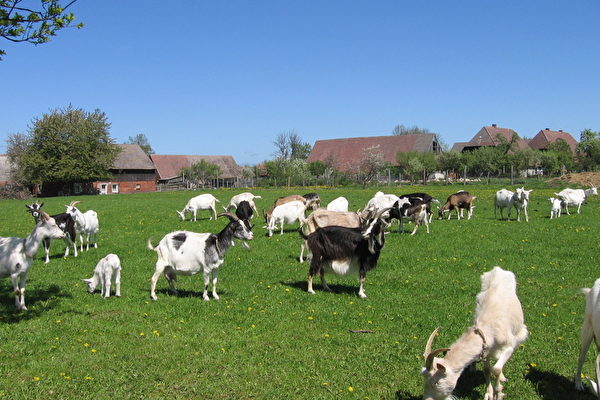 美國俄勒岡州塞勒姆（Salem）市雇用75隻山羊，為郊野公園除外來入侵雜草，但因這些山羊不僅很臭，還過度啃食本土植物，該市政府決定開除山羊，不再續約。(Fotolia)