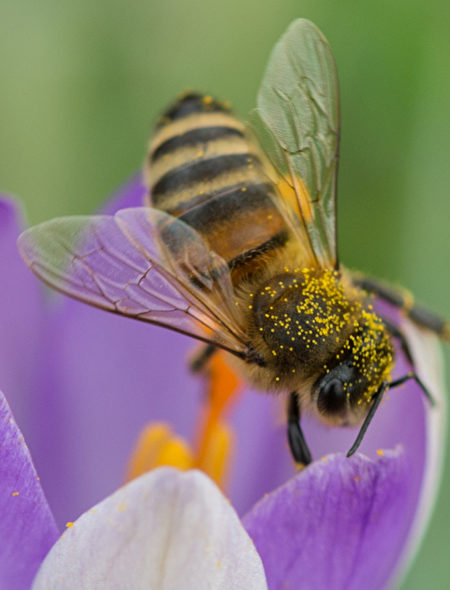 2016年2月1日，在德國西南部弗賴堡，一隻蜜蜂在番紅花上採蜜並收集花粉，圖為全身沾滿花粉的蜜蜂。(Patrick Seeger/AFP)