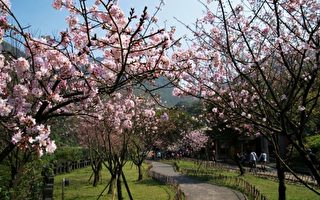 日本限定櫻花首度來臺 黃金博物館園區植苗