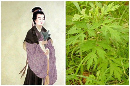 艾草是醫病良藥,而史料有載的第一位用艾葉治病的神醫,恰是鮑姑。(大紀元合成圖)