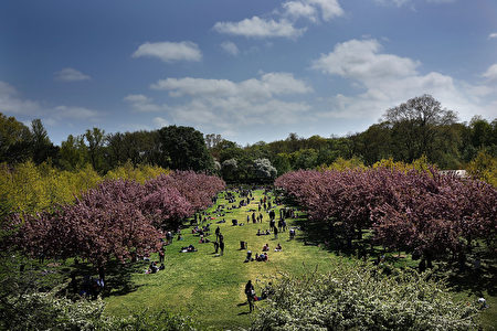 布鲁克林植物园内樱花树。(Spencer Platt/Getty Images) 布鲁克林植物园内樱花树。(Spencer Platt/Getty Images)
